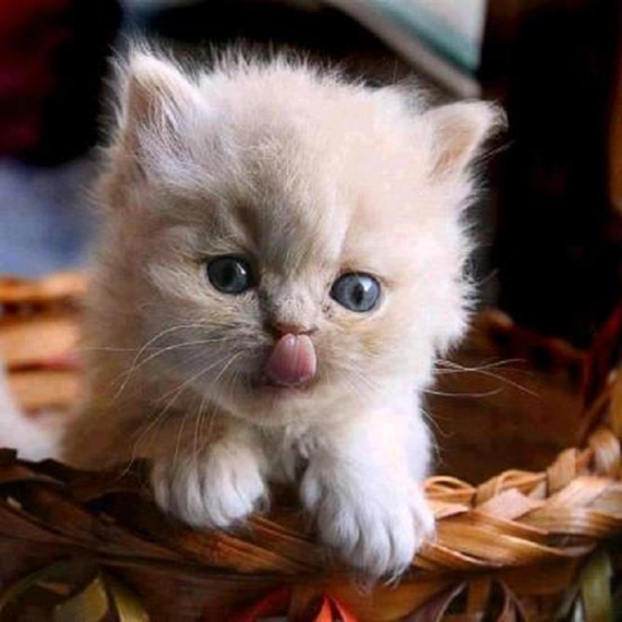 cute-cats-pictures-1-2-04-3-4-5-6-2-3-1-2-3-9-8